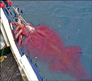 worlds largest squid ever caught